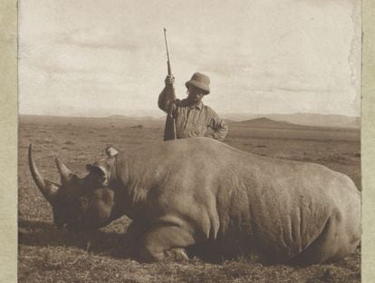 Shortly after completing his terms as US president, Theodore Roosevelt went on a trip to Africa to raise funds for the planned Museum of Natural History in Washington, DC. In just one year, Roosevelt and his son shot 106 examples of two rhino species. 
