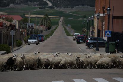 After learning about the story of the rattle, Martín’s daughter Martina began the paperwork to recover Catalina’s body as well as the toy, which was returned to the hands of her father 83 years later. In this image, sheep cross Pedro Monedero street in Cevico de la Torre, Palencia.
