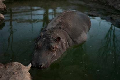 Freddy the hippo in his waterhole at the Ostok Sanctuary.