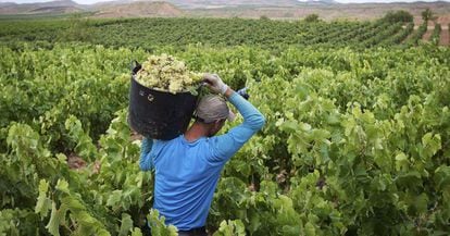 Vineyards in La Rioja region.