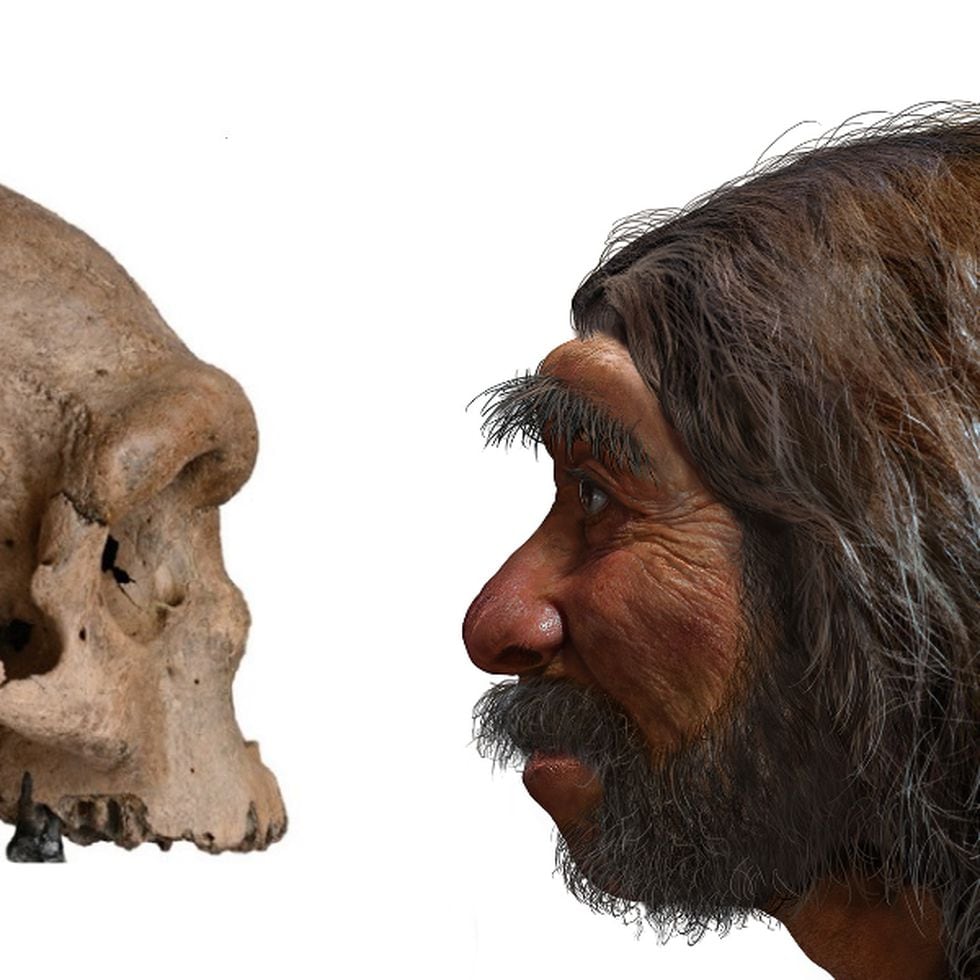 examples of homo sapiens