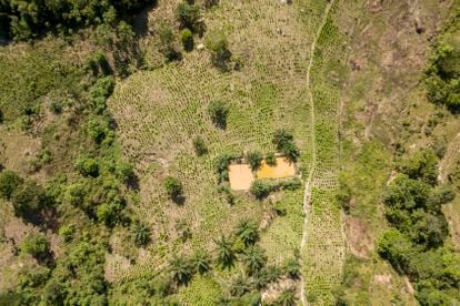 An aerial view of coca leaf cultivation in Tibú, Colombia.