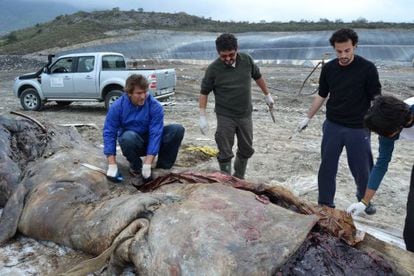 A researcher opens up the stomach of the dead sperm whale, which had ingested nearly 18 kilos of plastic.