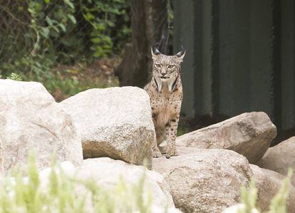 Jazmín, the female lynx now living at the Madrid Zoo Aquarium.