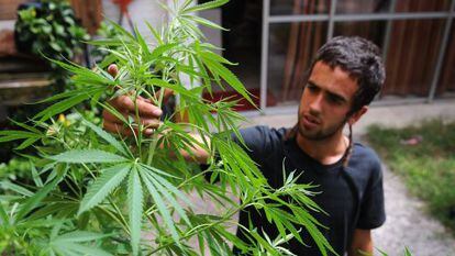 A man tends to marijuana plants in his Montevideo home.
