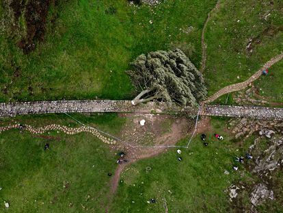 'Sycamore Gap', a century-old maple attached to Hadrian's Wall, in the UK, was found cut down on September 28.