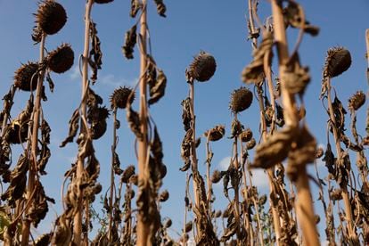 Sunflowers fields are completely dry in the Kochersberg near Strasbourg eastern France, Aug. 28, 2022.