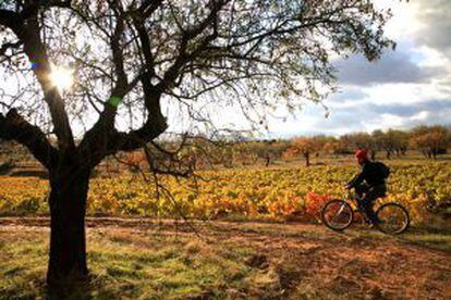 ASG offers wine tours by bicycle in La Rioja.