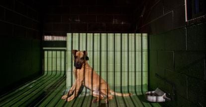 Convicted animal abusers face three months to a year in prison.