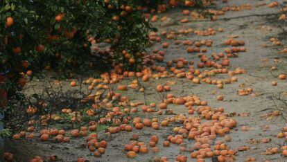 Agricultural waste, such as these oranges, is a sustainable source of biofuels