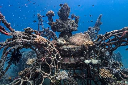 Deterioration of coral reefs in Thailand