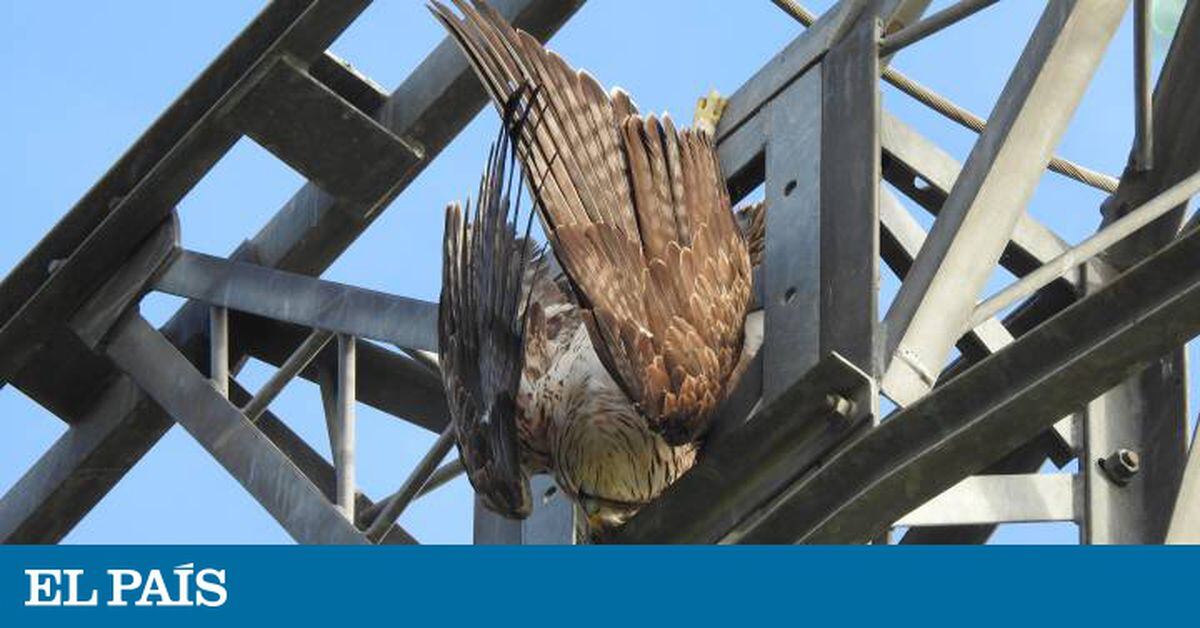 Electrocution Isn't the Main Thing Killing Birds Along Power Lines