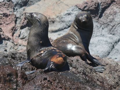 Two fur seals, one of them showing signs of alopecia, in the San Benito archipelago.