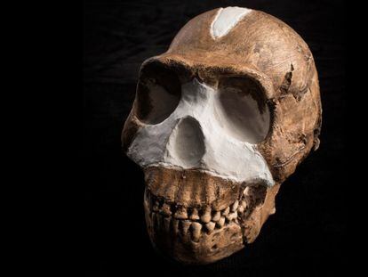 A ‘Homo naledi’ skull, found in South Africa.