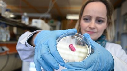 A researcher holds a piece of artificial meat, on April 7, 2022 in Reutlingen, Germany.