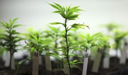 Cannabis being grown for medicinal purposes.