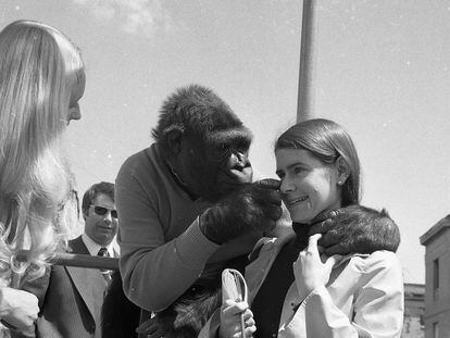 Koko the gorilla with her trainer, Penny Patterson, May 1977.