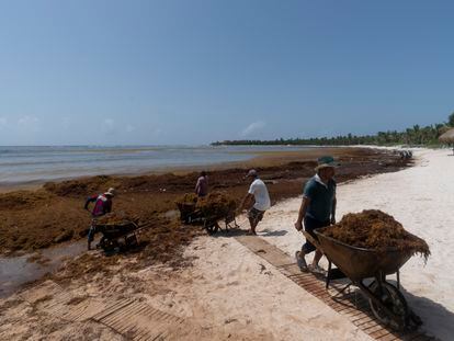 Workers, who were hired by residents, remove sargassum seaweed from the Bay of Soliman, north of Tulum, Quintana Roo state, Mexico, Aug. 3, 2022.