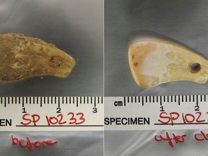 The pendant, made from a deer’s tooth, before and after the washing technique. After it was washed with sodium phosphate, human and animal DNA was released into the solution without harming the artifact.