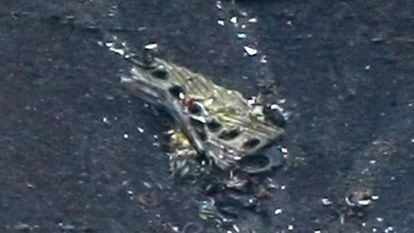 Debris of the crashed Germanwings passenger jet is scattered on the mountainside.