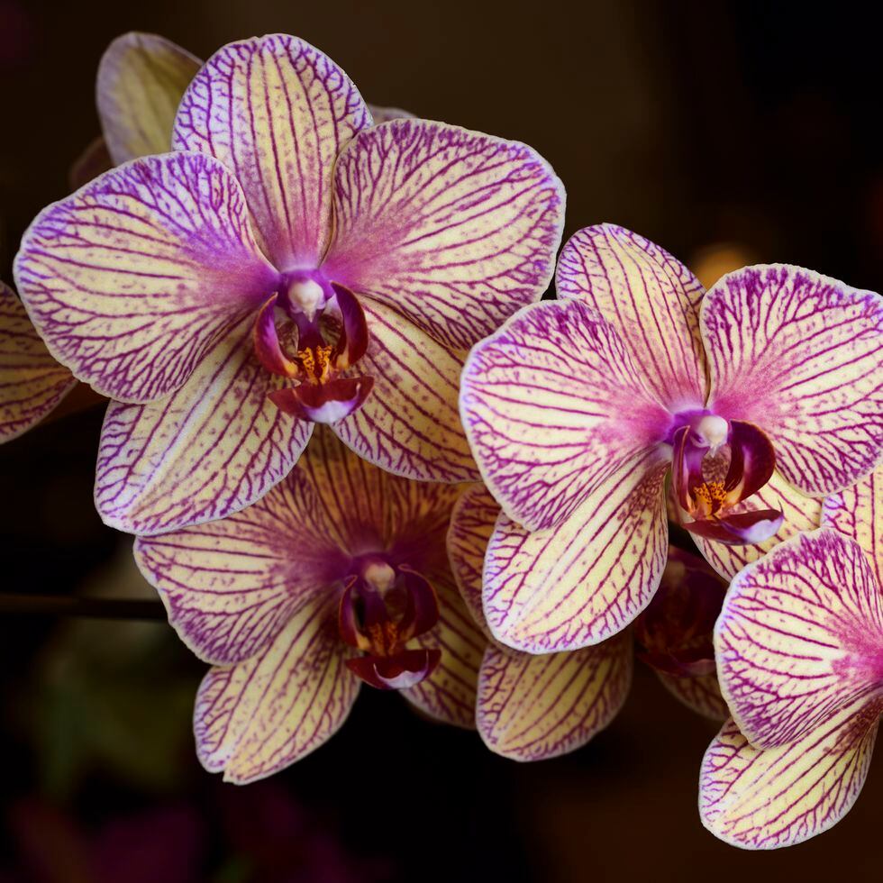 Caring For Orchids, Orchid Society of Great Britain