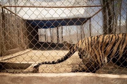 A tiger in his "quarantine cage," a smaller space for animals that are not yet ready to live with others, in the sanctuary’s newly-built habitat.