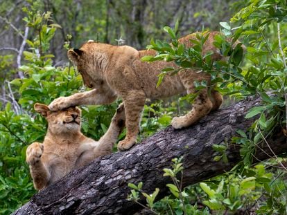 Lion cubs play in a tree in the Sabi Sands nature reserve, adjacent to South Africa's Kruger Park.