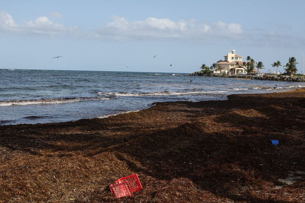 Sea pollution Sargassum, the brown tide that is invading the Caribbean