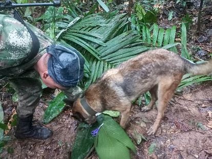 A handout picture released by the Colombian army shows a soldier with a dog checking a pair of scissors found in the forest in a rural area of the municipality of Solano, department of Caqueta, Colombia, on May 17, 2023.