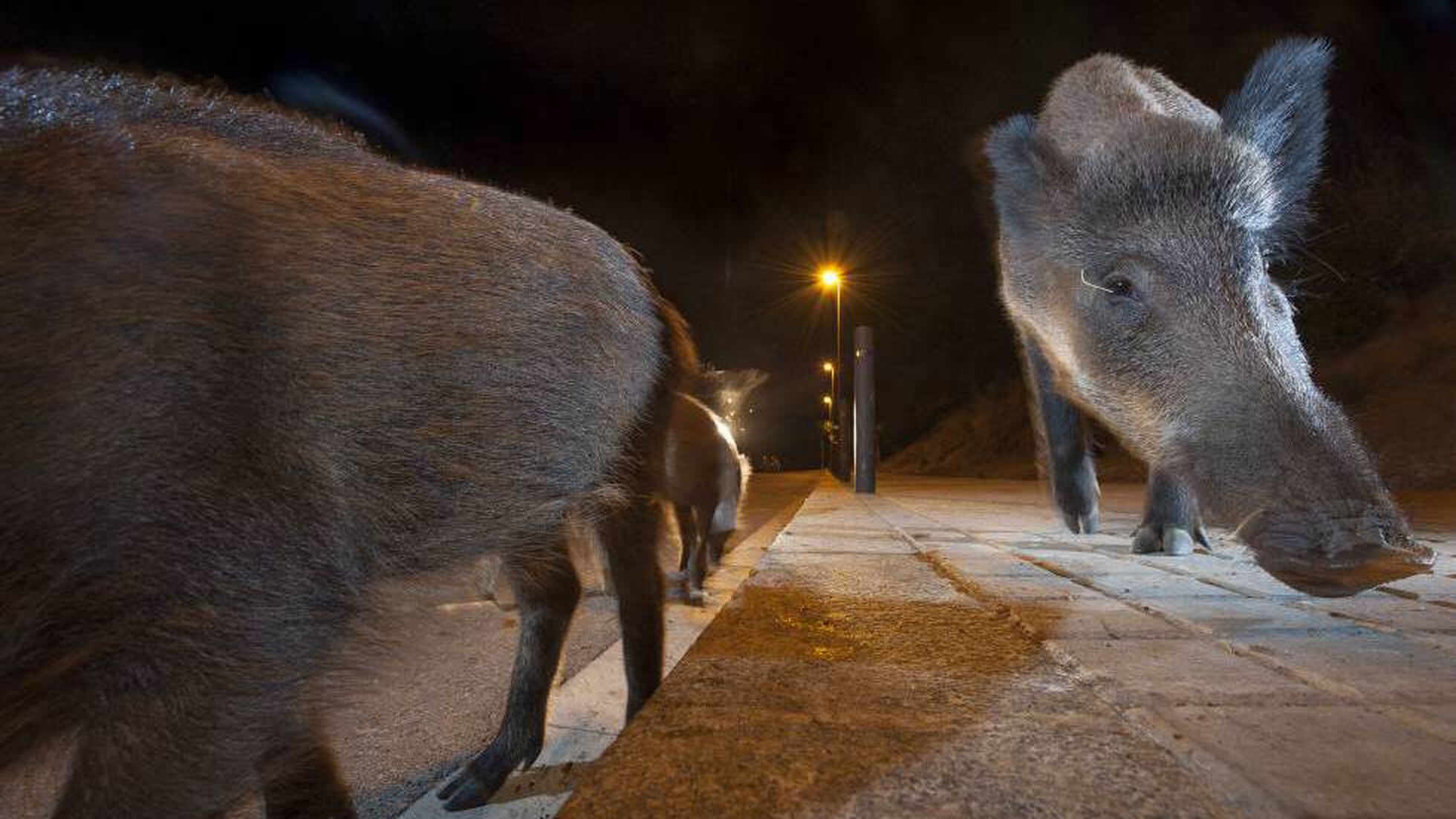 Wild boars in Spain: In Spain, Galicia declares war on wild boars | Life in  Spain | EL PAÍS English Edition