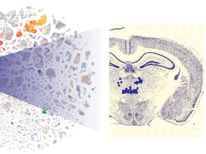 Visualization of cells from a mapped portion of a mouse brain.