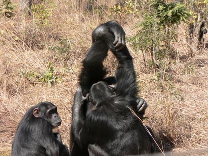 Two chimpanzees groom each other by performing what scientists refer to as the grooming handclasp.