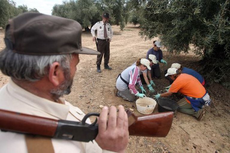 Armed forest rangers watch over the olive harvest on a farm in Córdoba province.