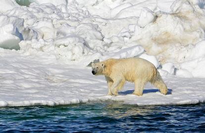 Un oso polar en Alaska