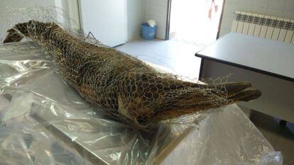 The dolphin corpse found in the Casa de Campo.