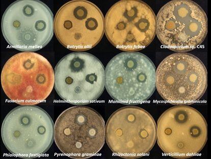 The clear spots on each fungal culture indicate the presence of solanimycin working effectively against some of the most harmful plant pathogens.