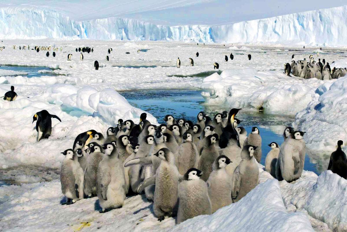 The loss of ice around Antarctica is hurting the survival of emperor ...