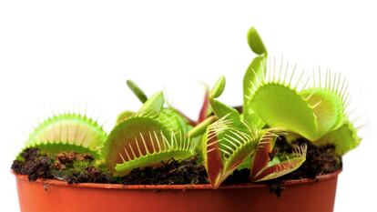 Venus flytraps were used by the researchers to test their model.