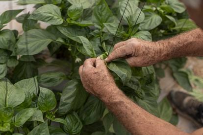 Amos Trabelsey, in one of his greenhouses in the 'moshav' Sharsheret.