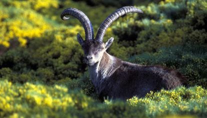 A male ibex in the Gredos mountains, in &Aacute;vila province, west of Madrid.
