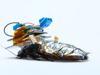 An international team of scientists has created a robot-cockroach hybrid.