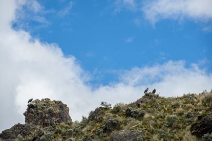 Andean condors in the Chakana Reserve, which is home to over 40% of Ecuador’s condor population.