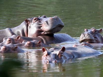 Hippos swim in a lake near Hacienda Nápoles in Colombia.