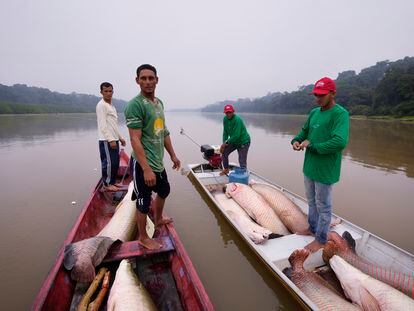 Fishermen transport their catch of pirarucú to a processing boat in Carauari (northwestern Brazil).