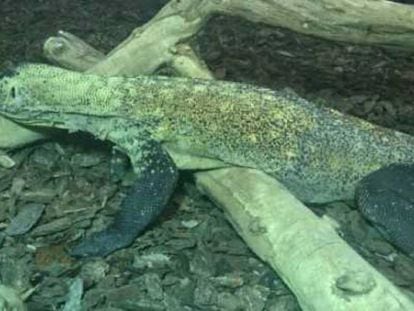 The Komodo dragon found in Catalonia.