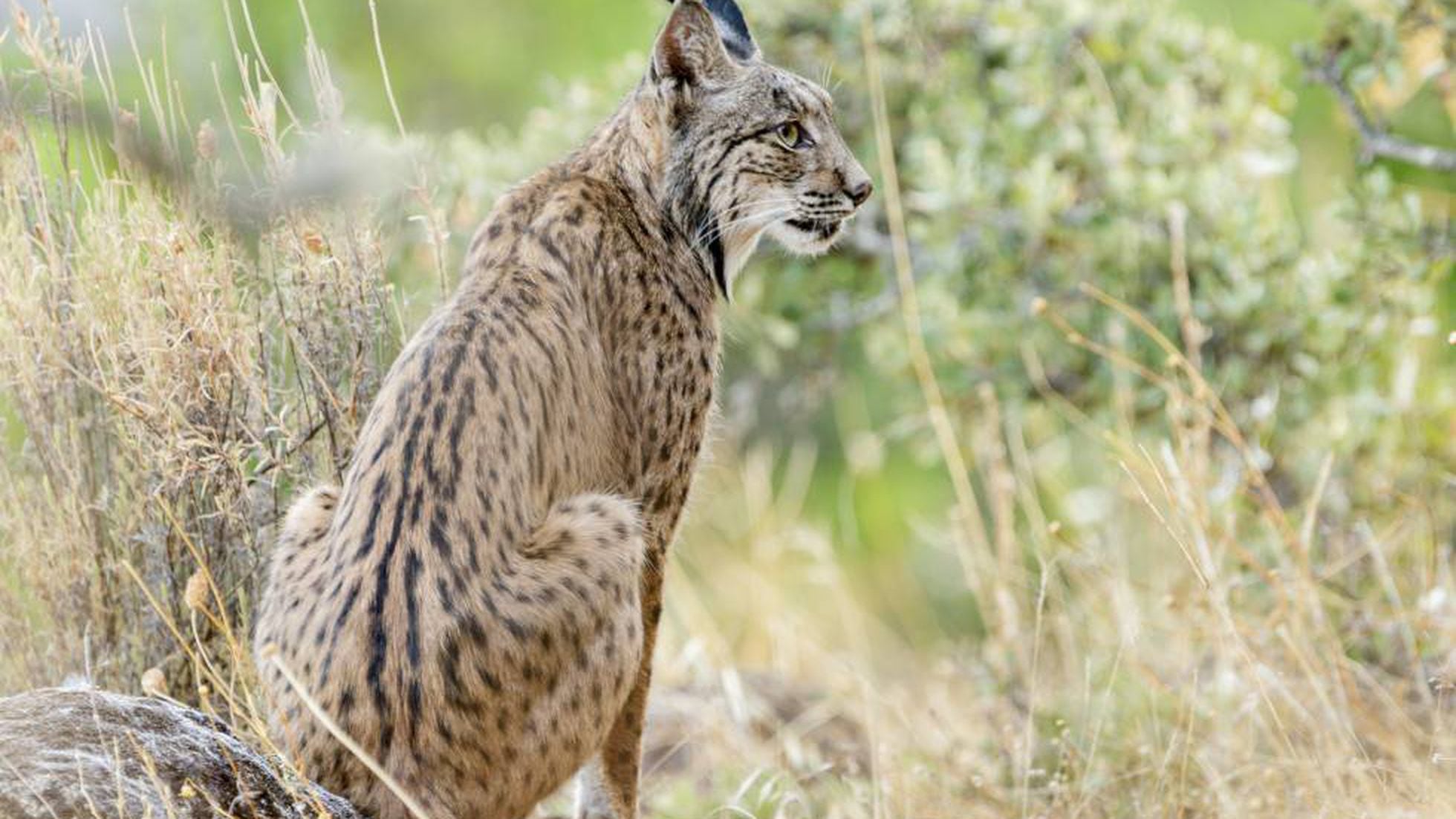 Breeding project boosts Iberian lynx numbers from 94 to 1,100, Environment