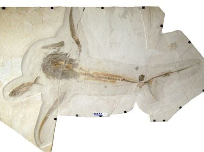 The ‘Aquilolamna milarcae’ fossil discovered in Vallecillo, Mexico.