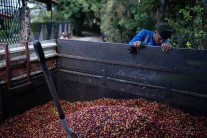 A coffee picker prepares to unload beans from a truck.
