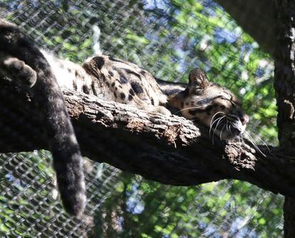 This unadate image provided by the Dallas Zoo, a clouded leopard named Nova rests on a tree limb in an enclosure at the Dallas Zoo.