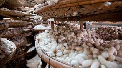 Large-scale production of natural silk follows traditional methods that include raising silkworms and boiling their cocoons before spinning.